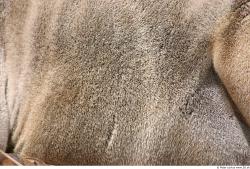 Photo Textures of Animals Skin